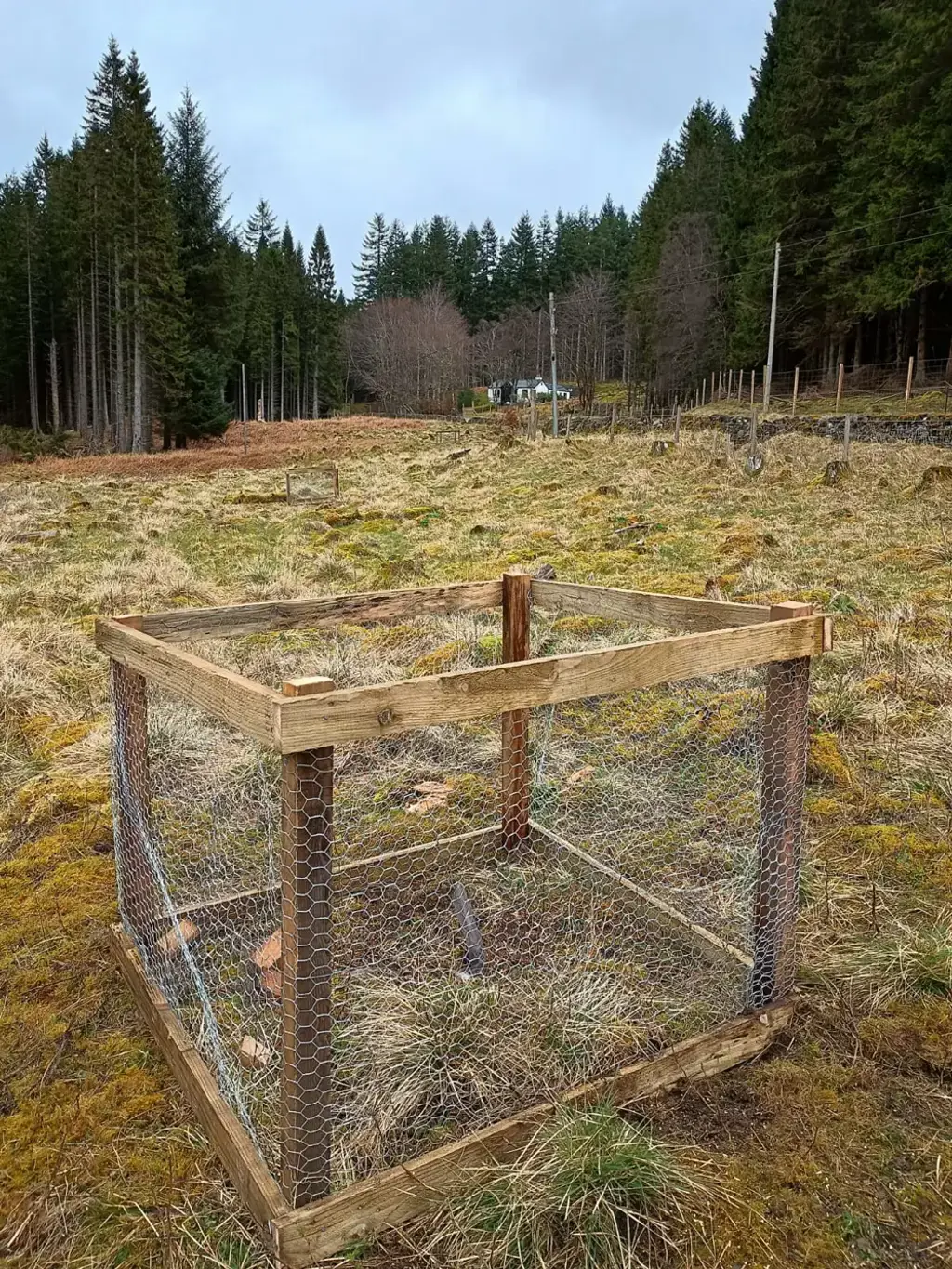 A large box protecting an apple sapling.