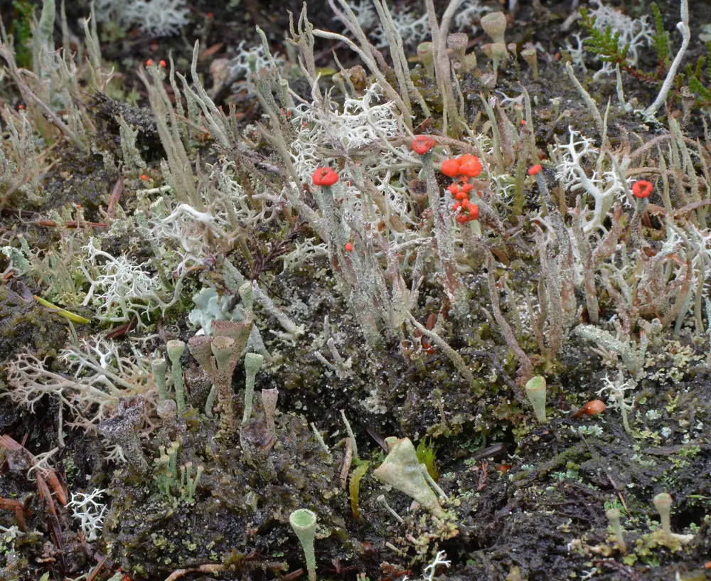 Small coral and green lichen growing on a rock