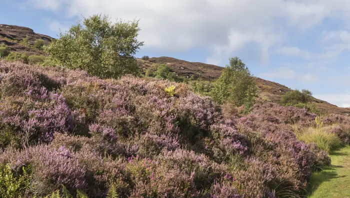 A heather covered hill with broadleaf trees