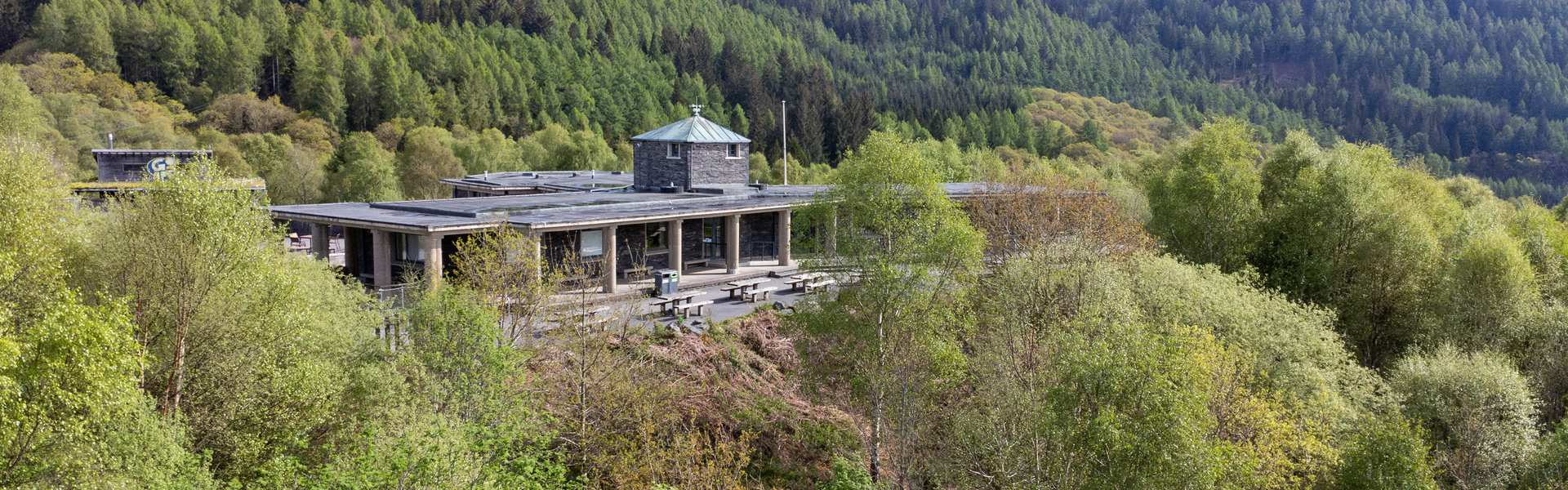 Drooping conifer branch