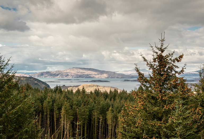 Views of the sea over pine trees