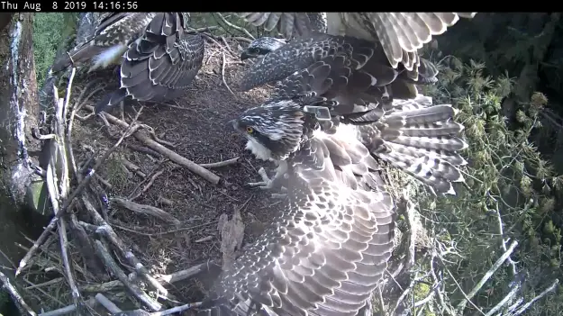 An osprey with its wings spread