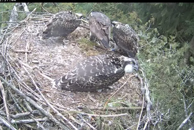 Ospreys feeding on a fish