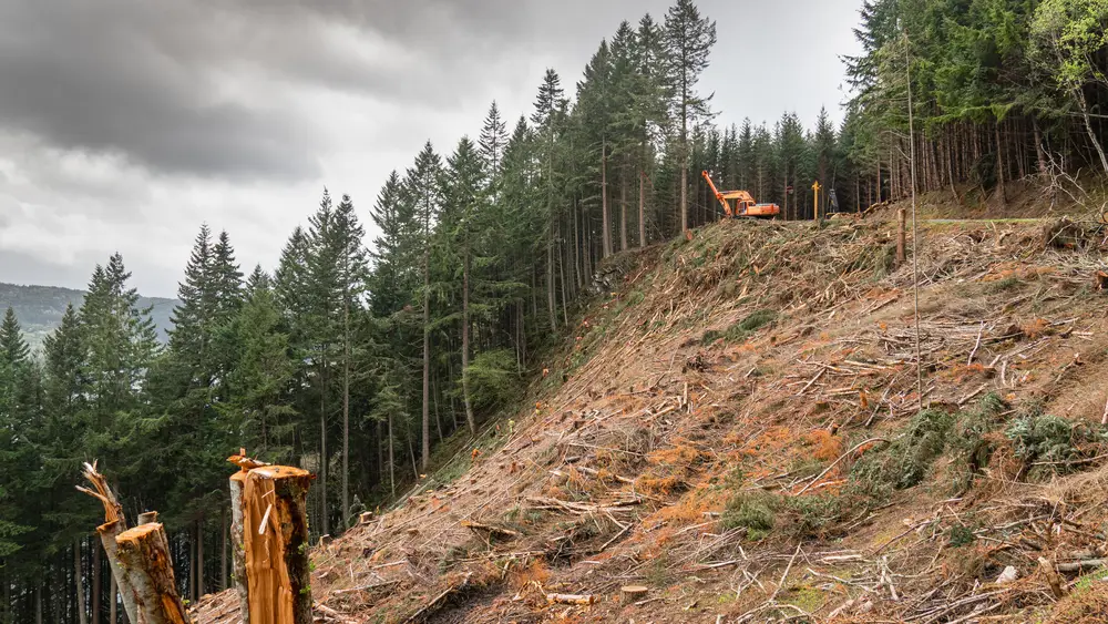 Equipment hauling large logs off the hillside