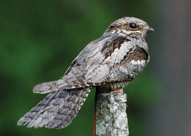 Close up of a small brown bird