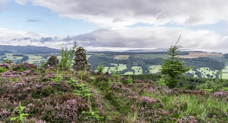 Drooping conifer branch