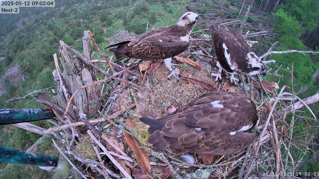 three osprey in a nest