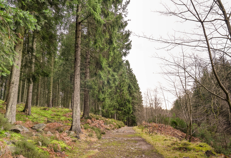A forest path in winter with mixed forest around it