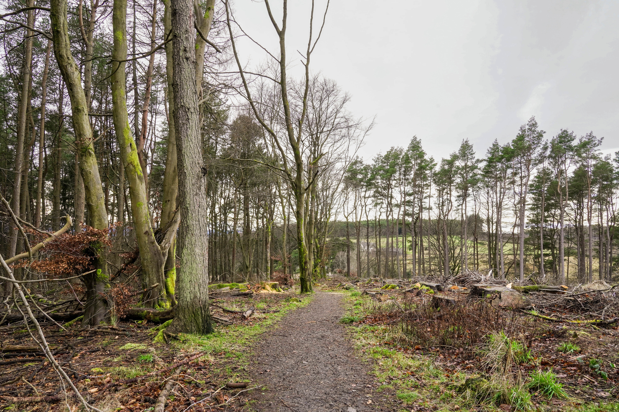 A forest path in winter with recently felled trees