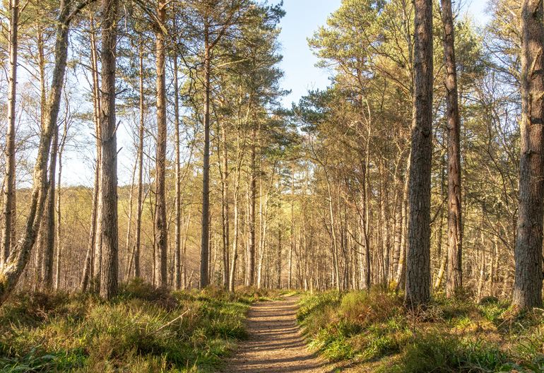 A pine wood with a forest path