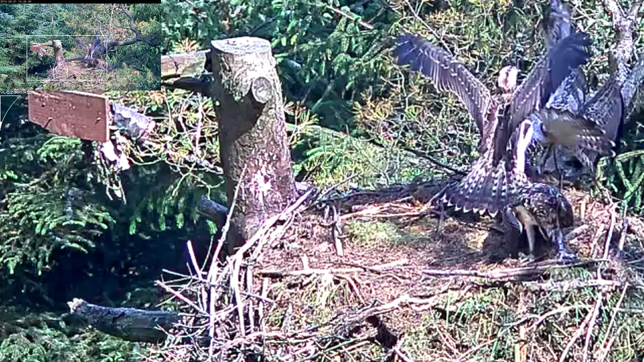 Ospreys fighting