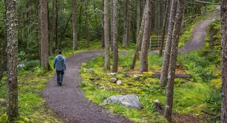 Drooping conifer branch