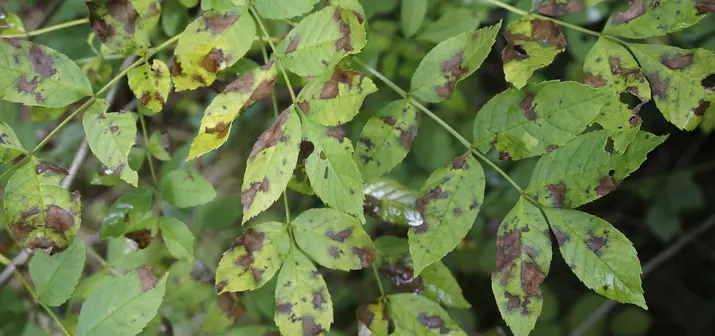diseased ash leaves