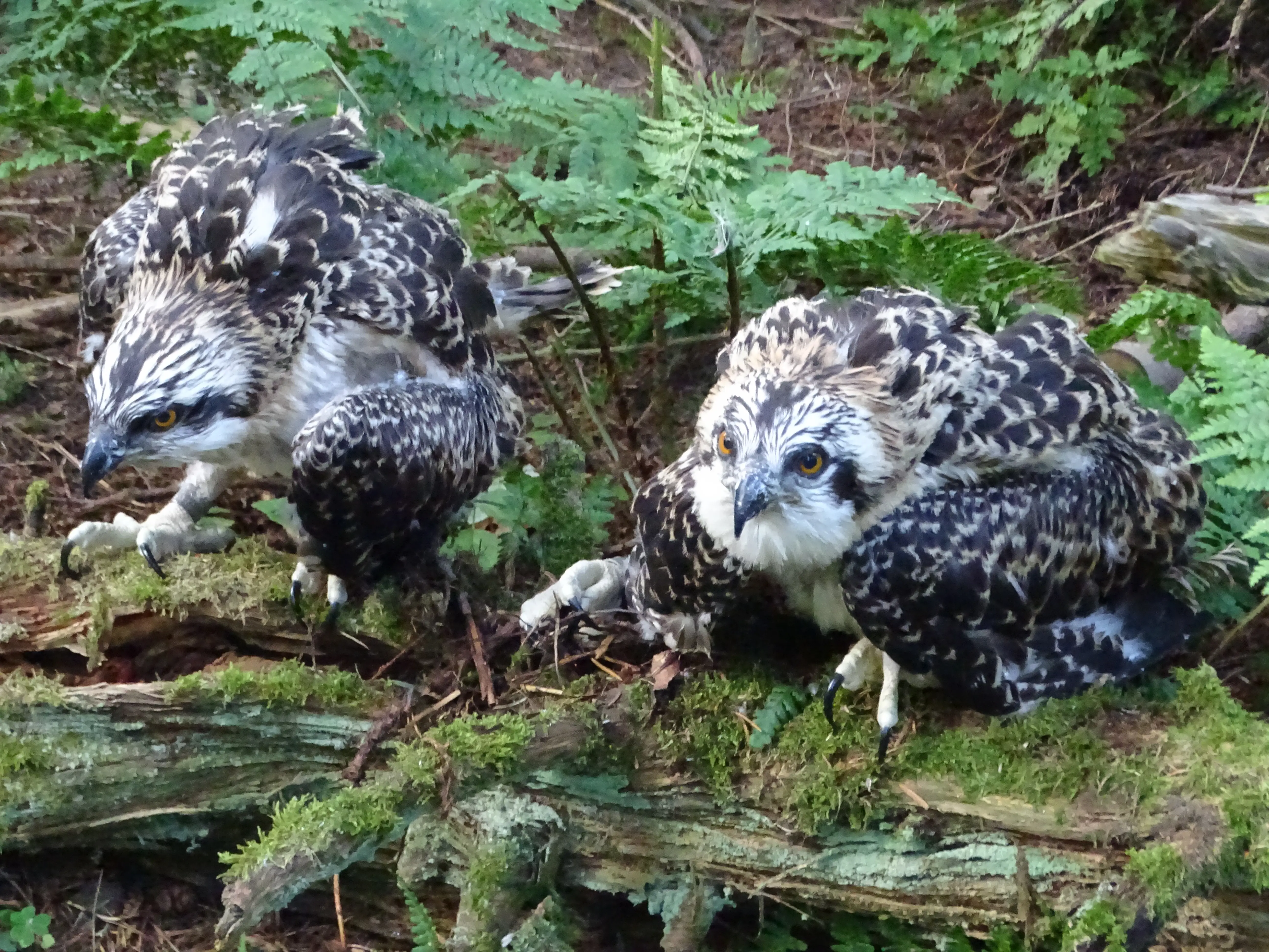 Newly ringed osprey chicks