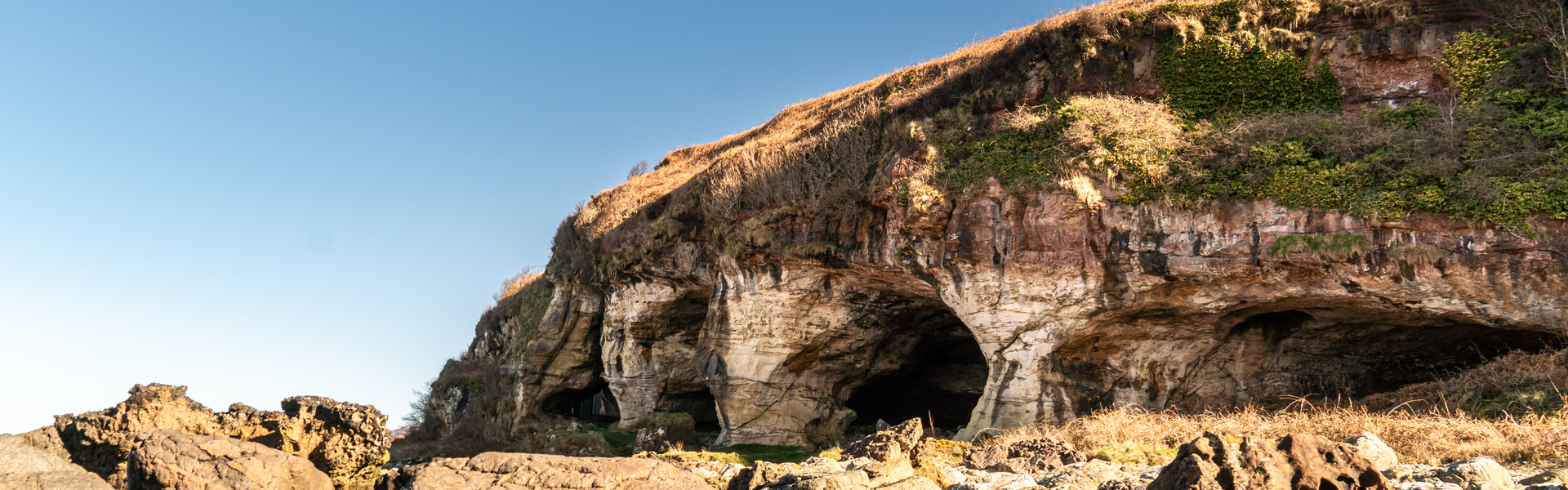 Close up of tree bark