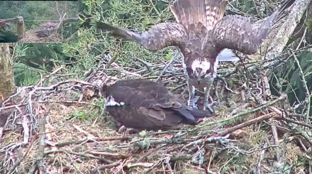 An osprey with its wings spread