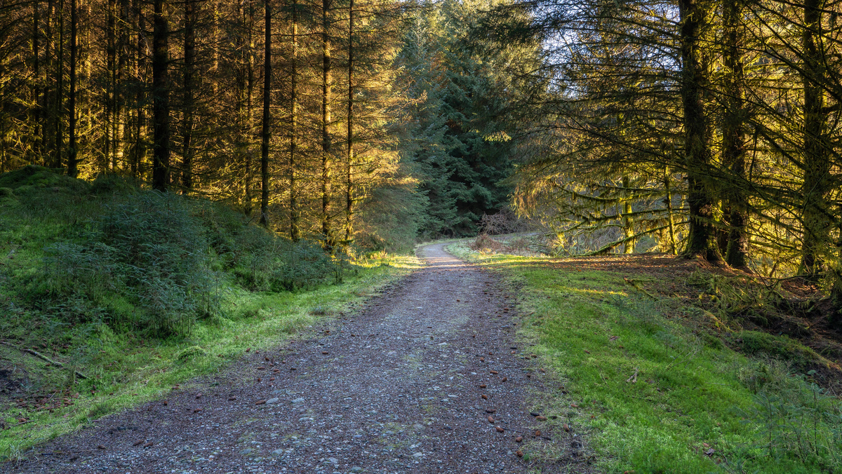 Drooping conifer branch