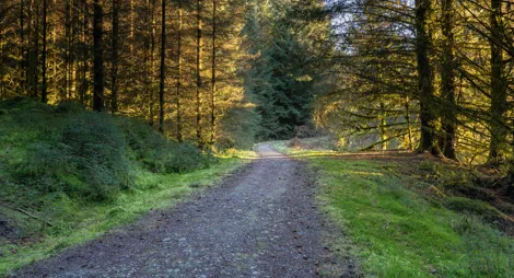 Drooping conifer branch