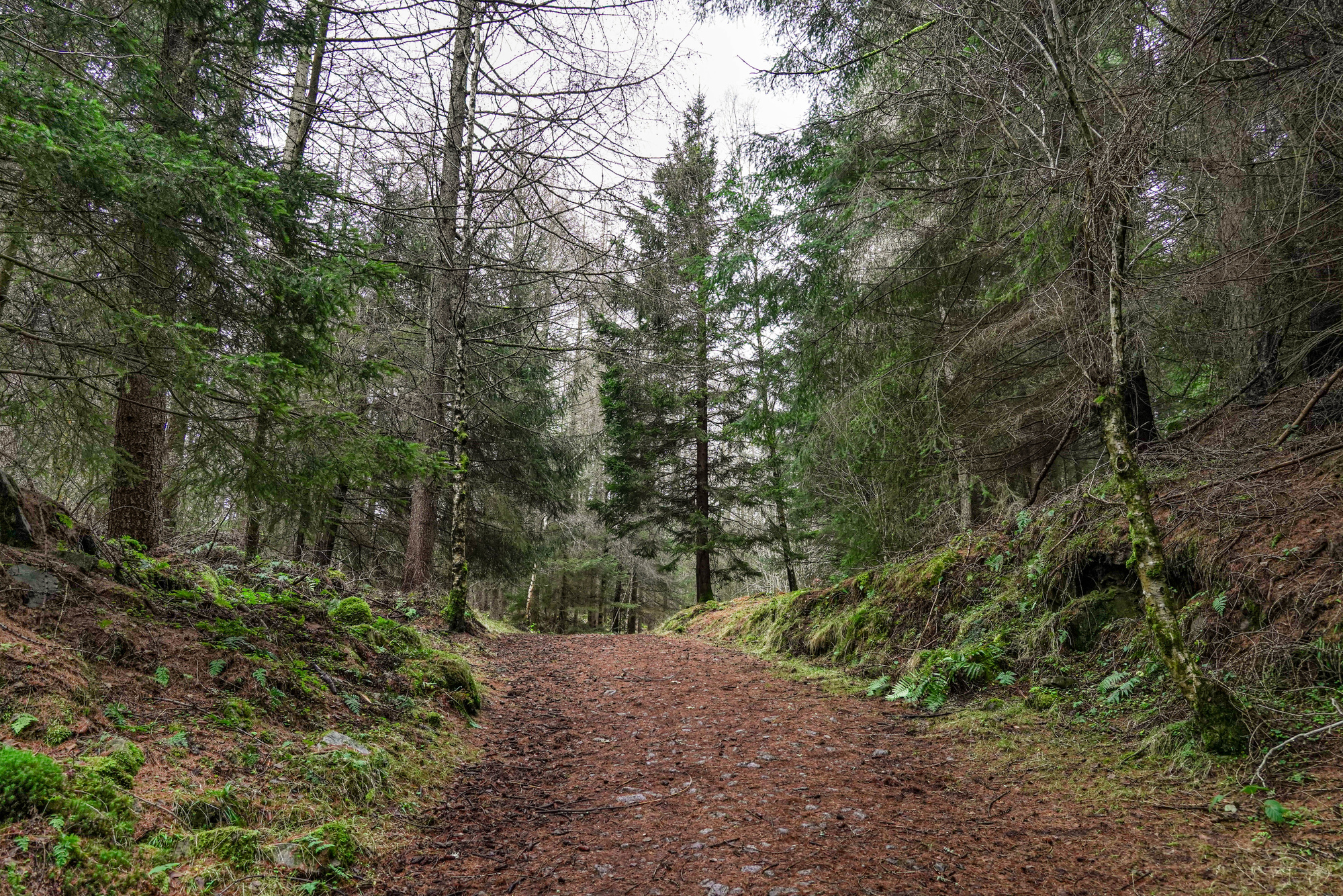A path through a conifer forest