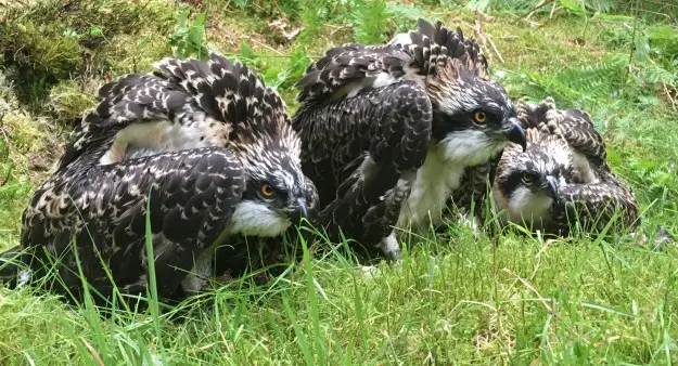 Three ospreys on the ground