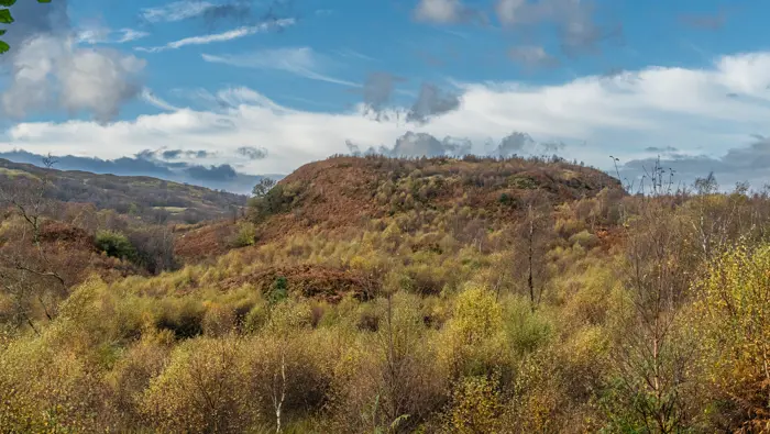 A tree covered hill in autumn