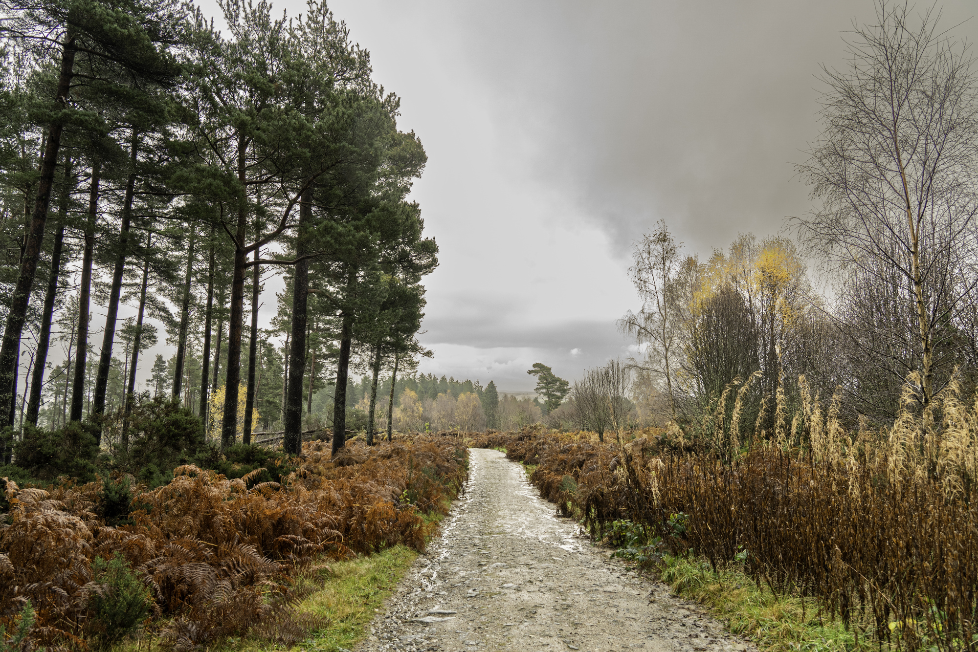 A gravel path through a forest in autumn
