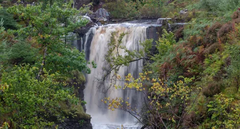 Drooping conifer branch