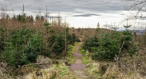 Drooping conifer branch