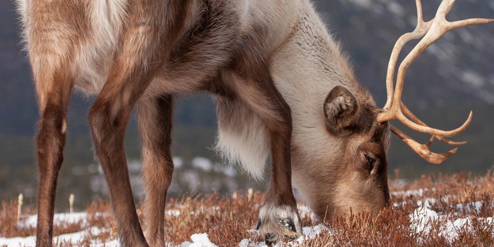 Reindeer eating grass on a snowy mountain