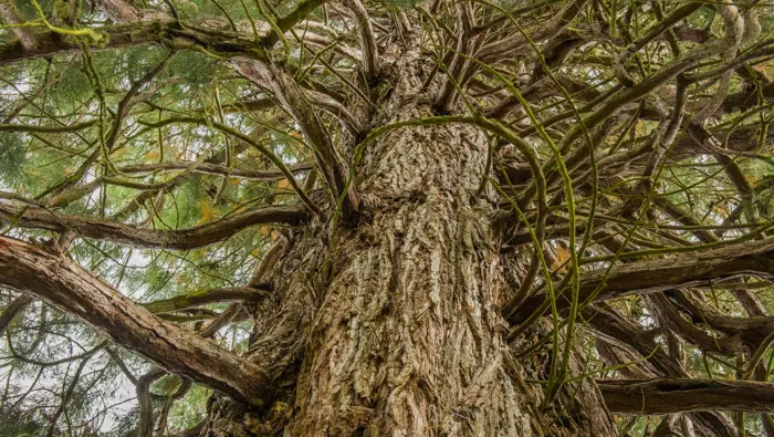 Looking up at a redwood tree.
