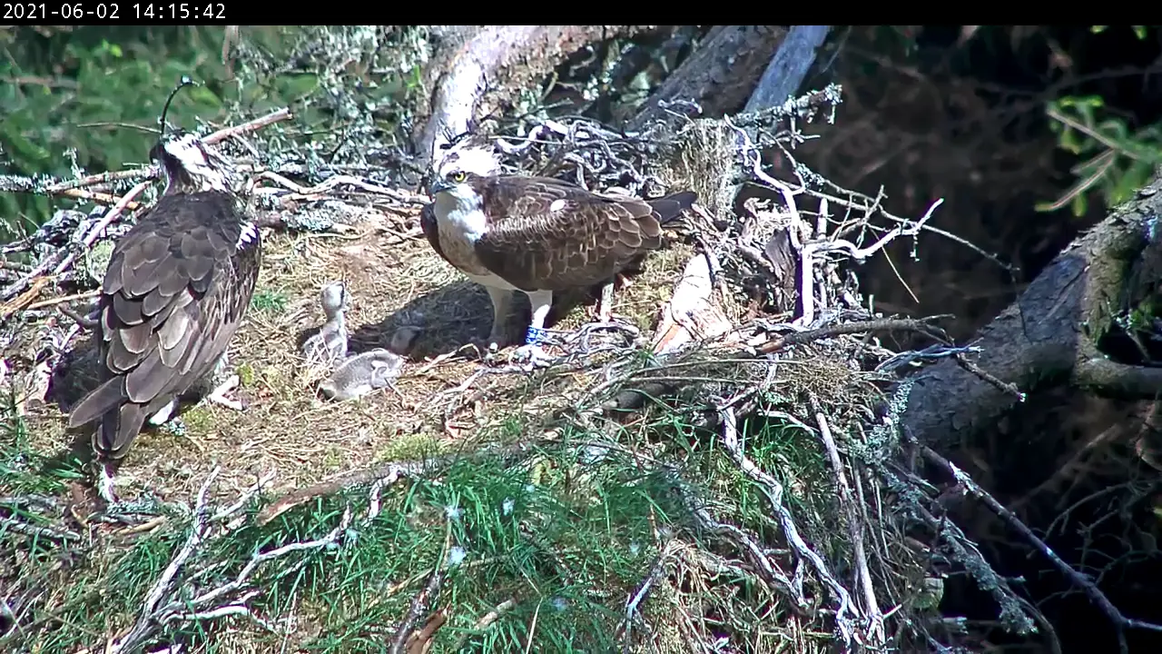 Osprey family on nest