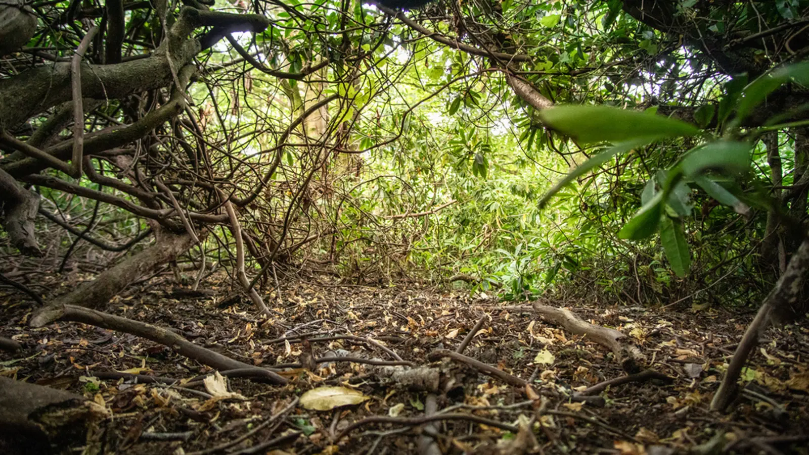 Forest floor covered in rhododendron ponticum