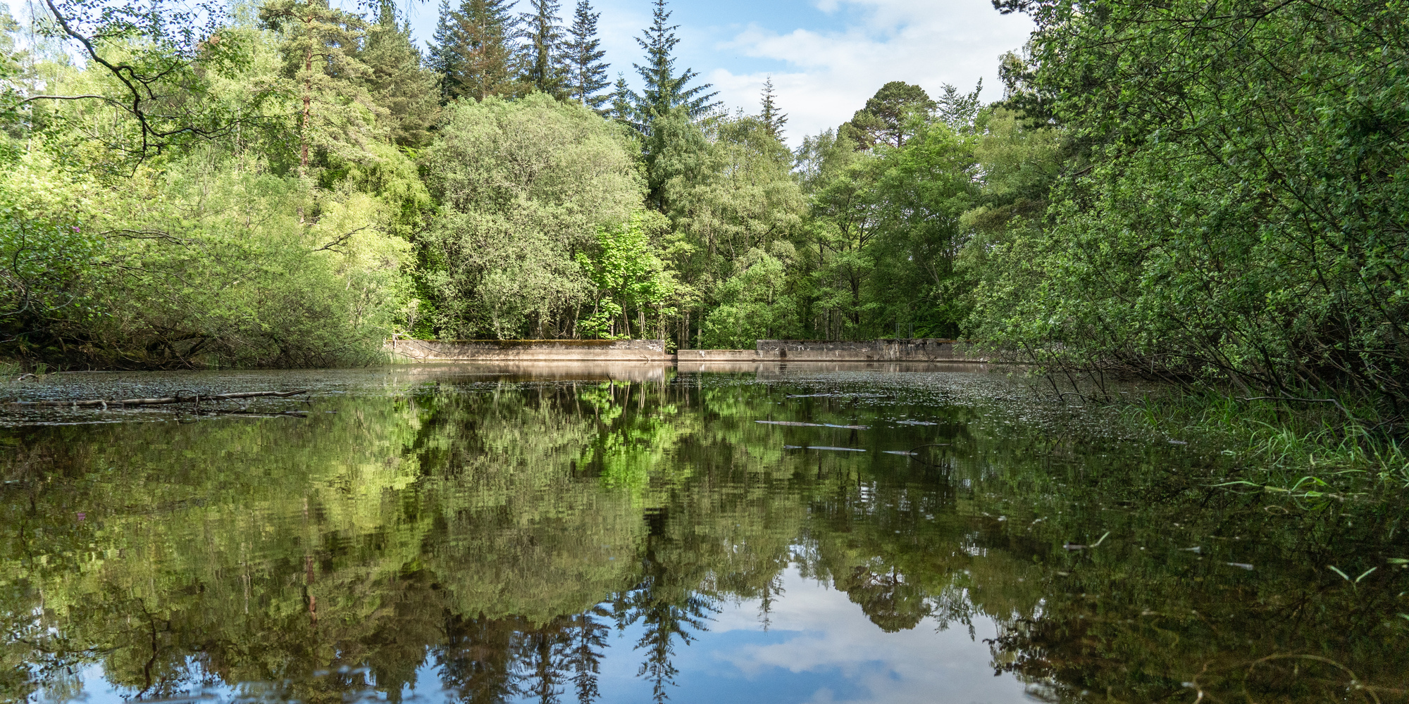 Drooping conifer branch