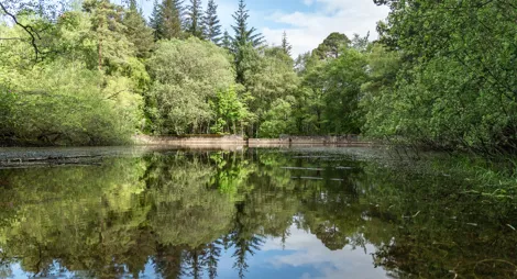 Drooping conifer branch