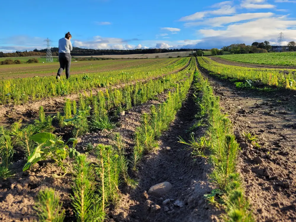 Lines of saplings in a field in the sunshine