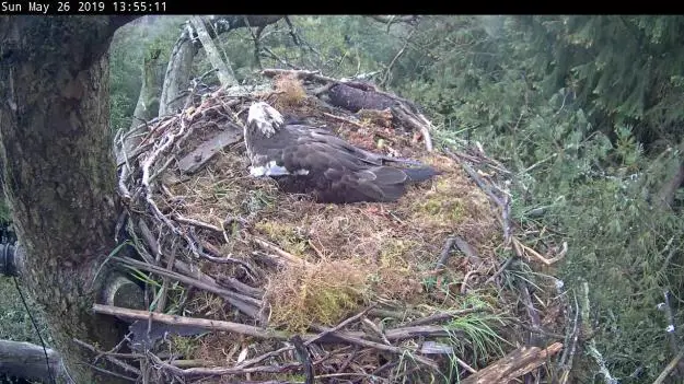 An osprey sitting in a nest