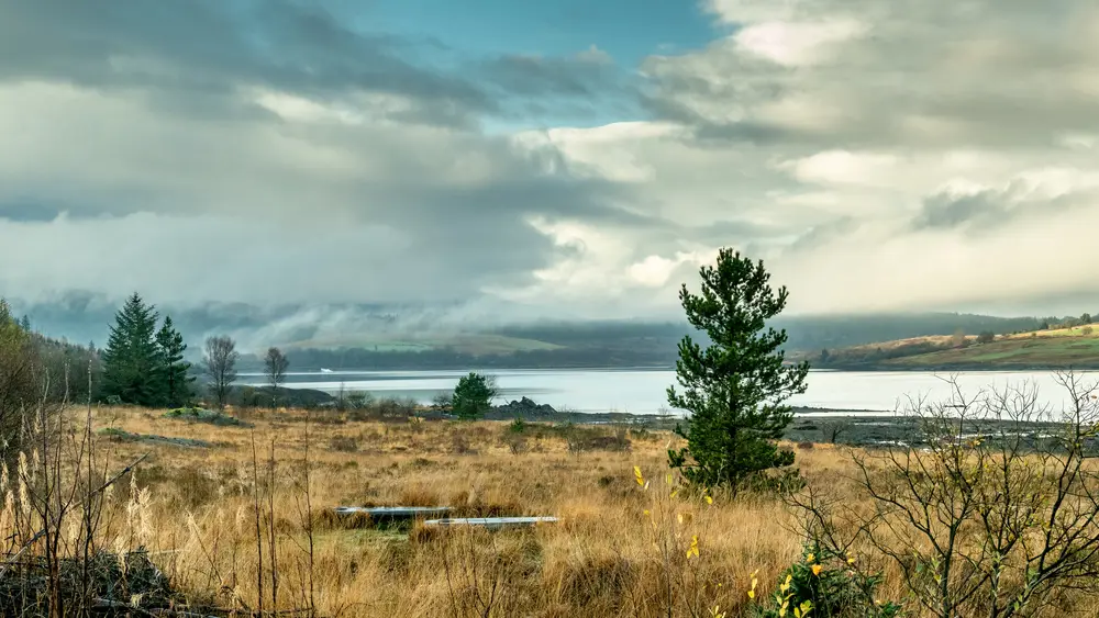 The view of a loch through grass and trees