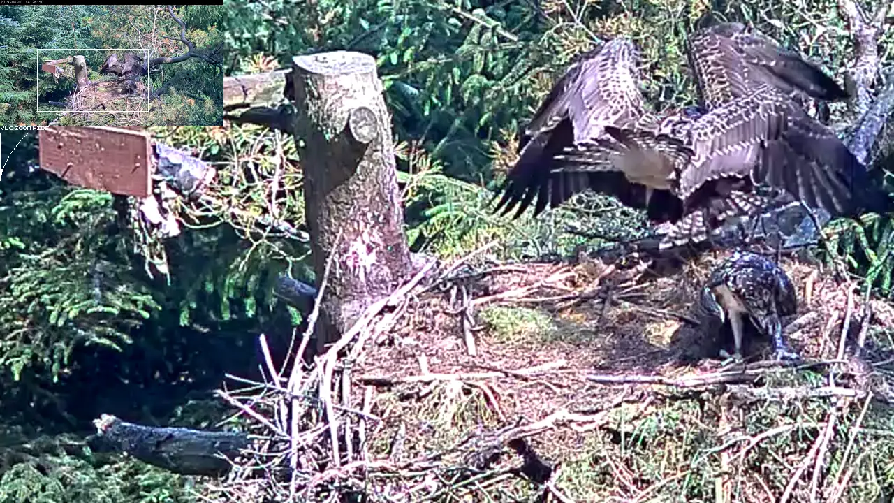 Ospreys fighting