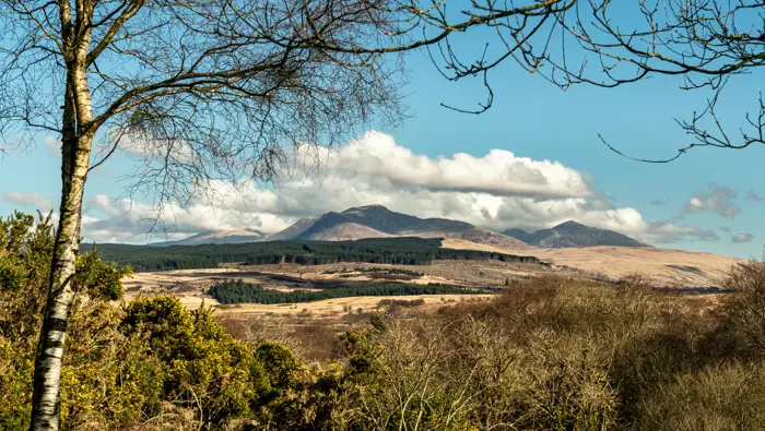 View to hills with forestry and trees in the foreground.