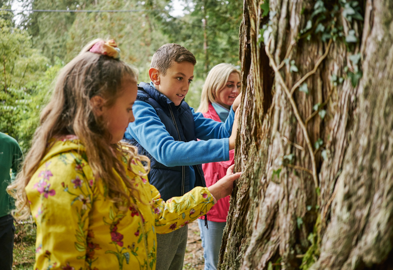 Woman, young boy and young girl inspect bark of giant conifer tree, Benmore Forest, near Dunoon