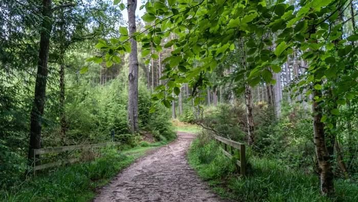 A forest path in a conifer woodland with ferns and moss on the edges
