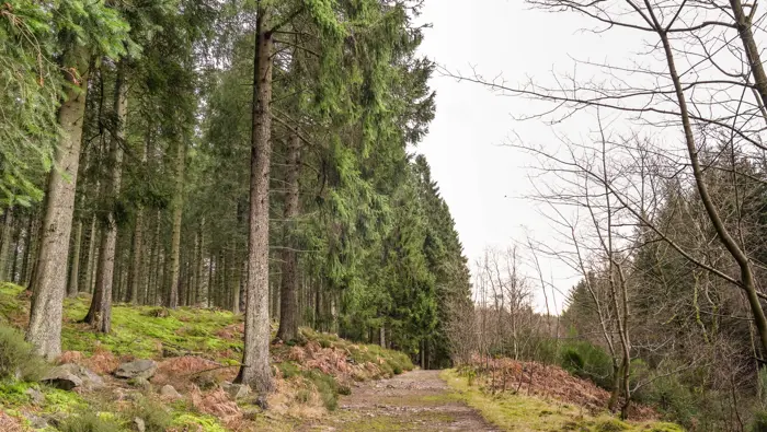 A wide path through a forest