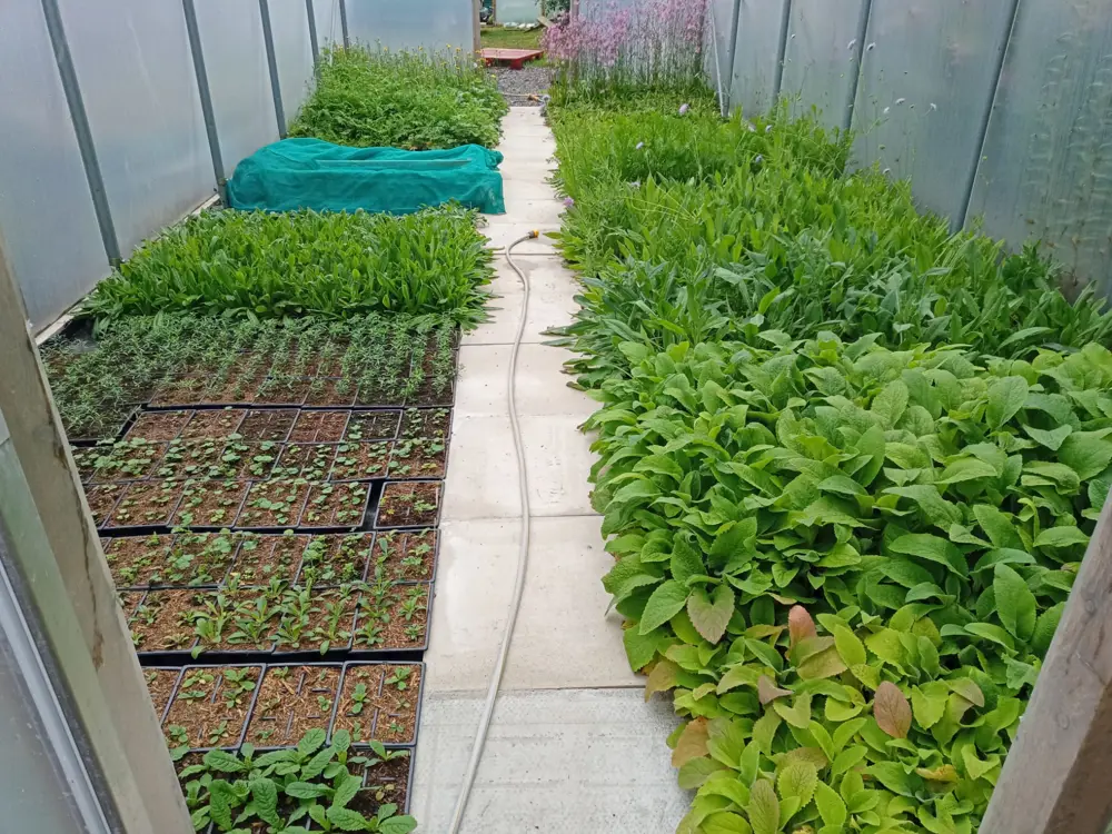 Wildflowers in a greenhouse