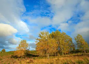 Aspen trees on a hillside