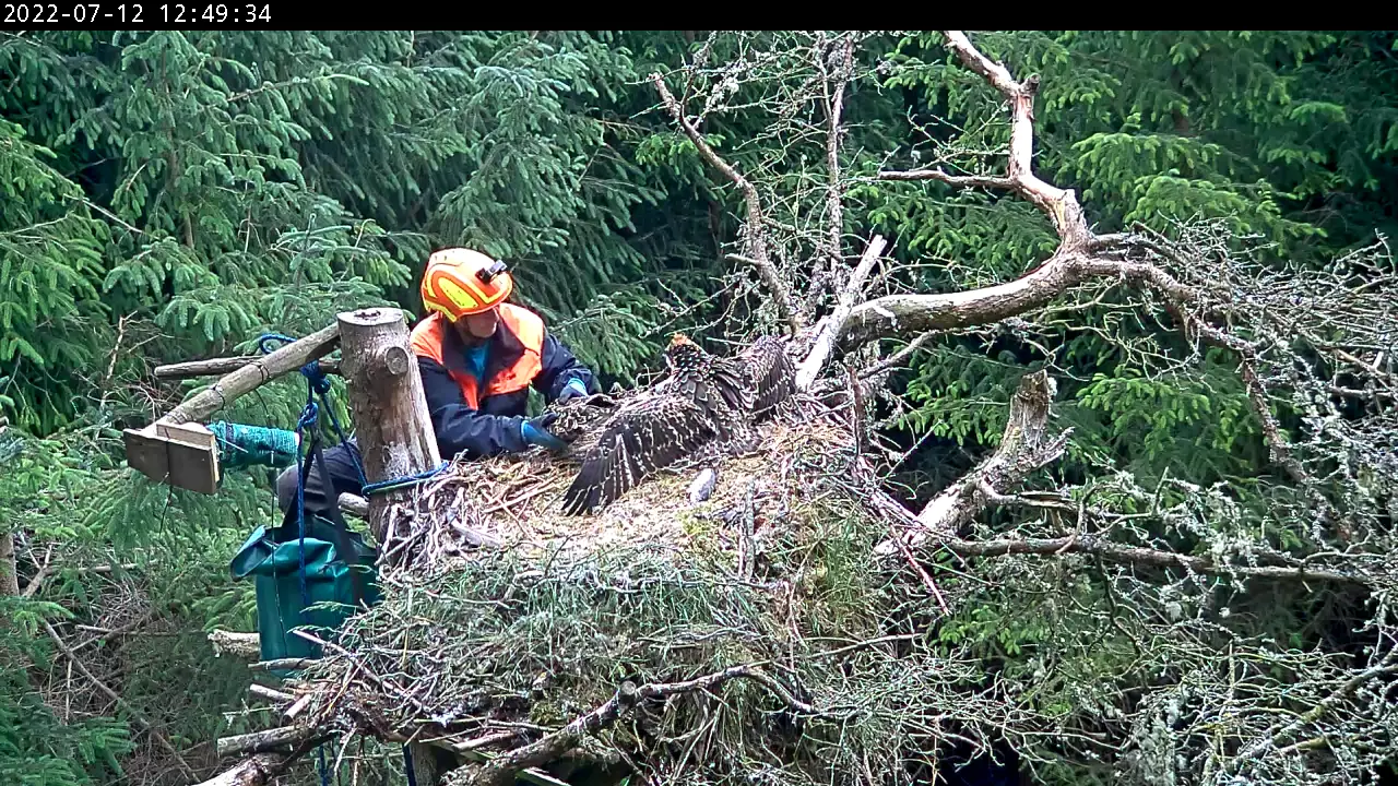 Man holding bird of prey at nest