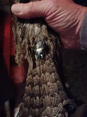 Tracker fitted to back of bird's neck