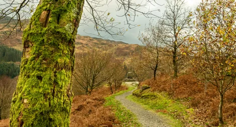 Drooping conifer branch