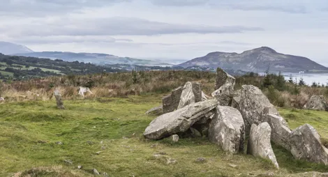 Drooping conifer branch