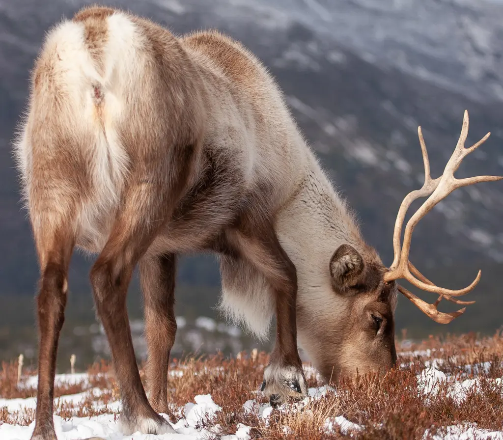 Reindeer grazing in patchy snow.