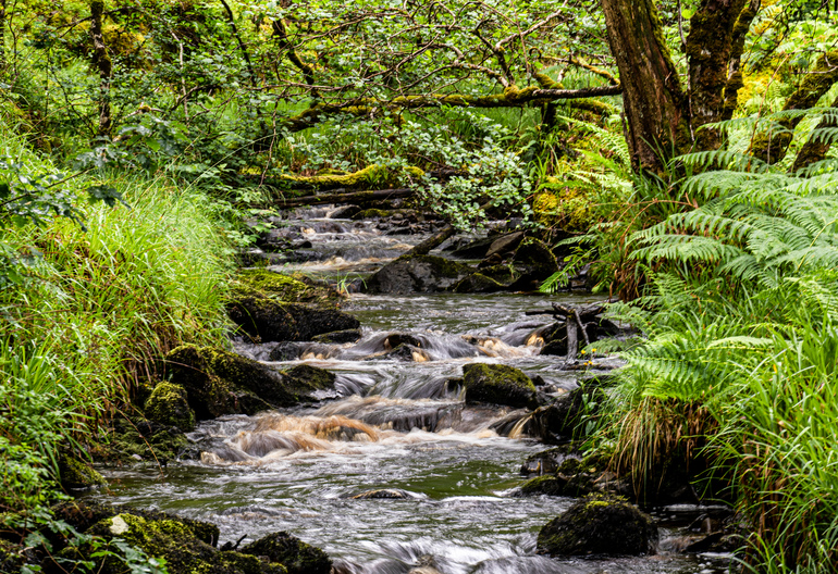 a small river through a forest